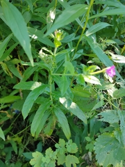 Epilobium hirsutum
