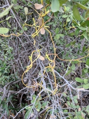 Cuscuta exaltata