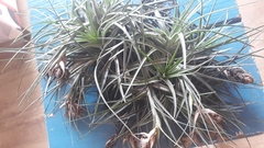 Tillandsia stricta