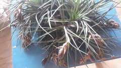 Tillandsia stricta