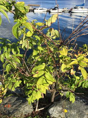 Sambucus racemosa racemosa