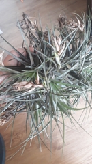 Tillandsia stricta