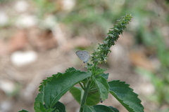 Zizeeria knysna