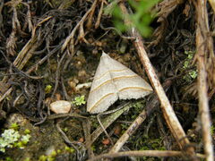 Colobochyla salicalis
