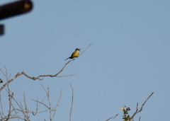 Tyrannus couchii