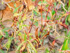 Persicaria hydropiperoides
