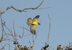 Myiozetetes similis