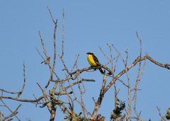 Myiozetetes similis