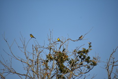 Myiozetetes similis