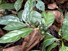 Mitriostigma axillare