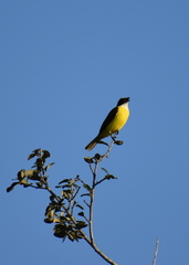 Myiozetetes similis