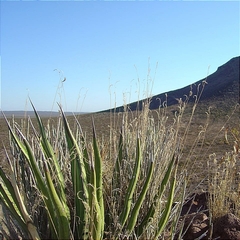 Agave lechuguilla