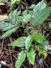Mitriostigma axillare
