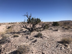 Juniperus monosperma