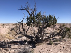 Juniperus monosperma