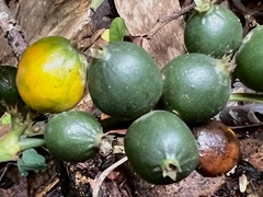 Mitriostigma axillare