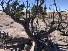 Juniperus monosperma