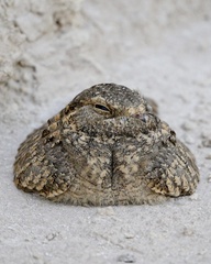 Caprimulgus aegyptius