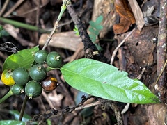 Mitriostigma axillare