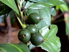 Mitriostigma axillare