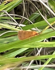 Virbia aurantiaca