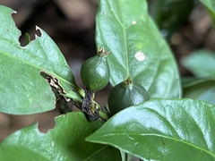 Mitriostigma axillare