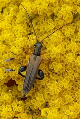 Oedemera