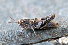 Calliptamus plebeius