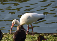 Eudocimus albus