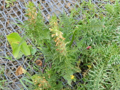 Pedicularis condensata
