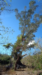 Ficus insipida