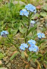Myosotis alpestris