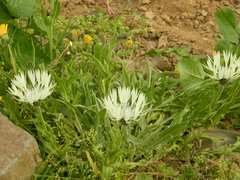 Centaurea cheiranthifolia