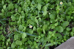 Erigeron procumbens