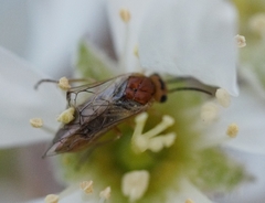 Hoplocampa