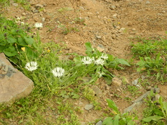 Centaurea cheiranthifolia