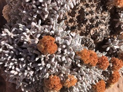 Eriogonum shockleyi