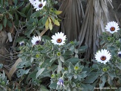 Dimorphotheca fruticosa