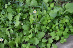 Erigeron procumbens