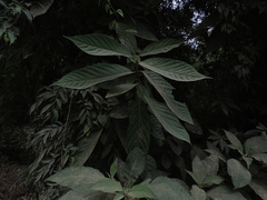 Nectandra oppositifolia
