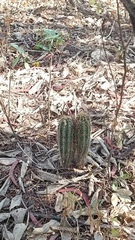 Pachycereus pecten-aboriginum