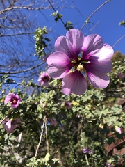 Malva subovata