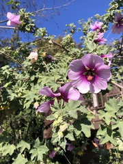 Malva subovata