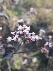 Fleischmannia pycnocephala