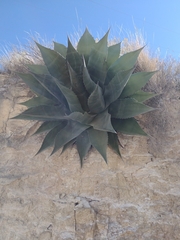 Agave xylonacantha