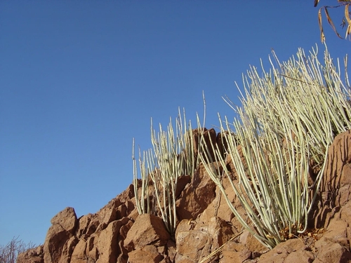 Euphorbia antisyphilitica