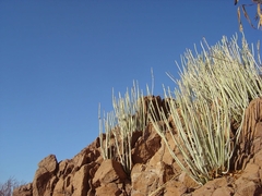 Euphorbia antisyphilitica
