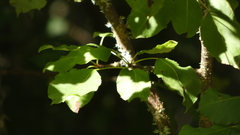 Betula pendula