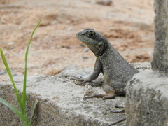 Tropidurus torquatus