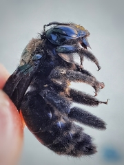 Xylocopa griswoldi